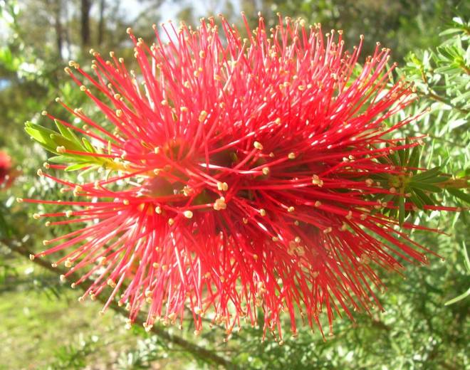 Kunzea baxteri flower when well developed. The colour seems really bright in the picture, and they are a very strong red. Striking.